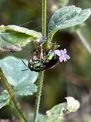 Augochlora pura