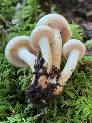 Hypholoma lateritium