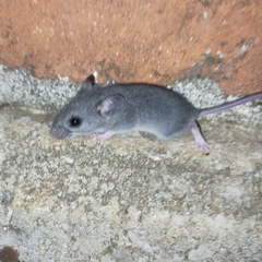 Peromyscus