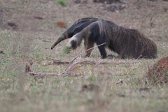 Myrmecophaga tridactyla