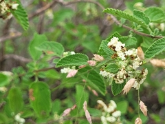 Lippia graveolens