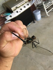 Macromia
