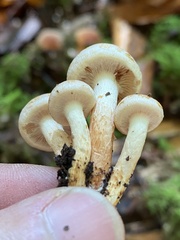Hypholoma lateritium