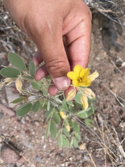 Senna confinis