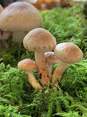 Hypholoma lateritium