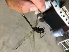 Macromia