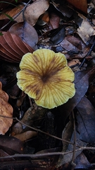 Gerronema strombodes