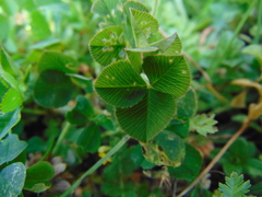Trifolium amabile
