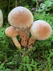 Hypholoma lateritium