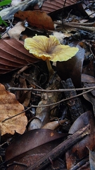 Gerronema strombodes