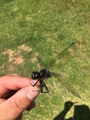 Macromia