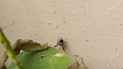 Harmochirus brachiatus