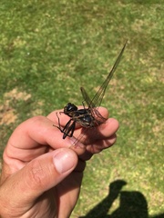 Macromia