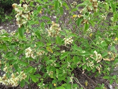 Lippia graveolens