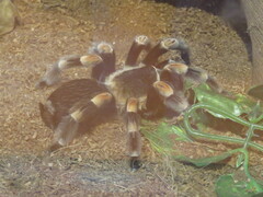 Brachypelma hamorii