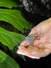 Phrynus whitei