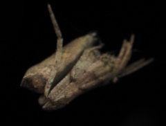 Cyphalonotus