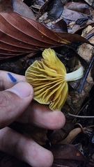 Gerronema strombodes