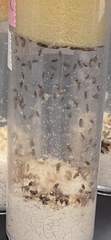 Drosophila melanogaster
