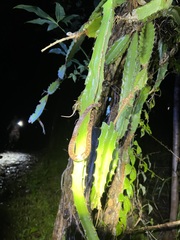 Leptodeira rhombifera