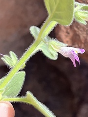 Pseudorontium cyathiferum