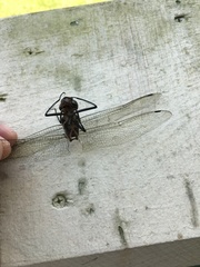 Macromia