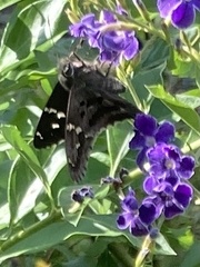 Eudamini