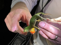Anolis biporcatus