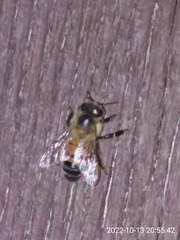 Apis mellifera