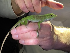 Anolis biporcatus
