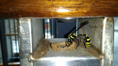 Phimenes flavopictus formosanus