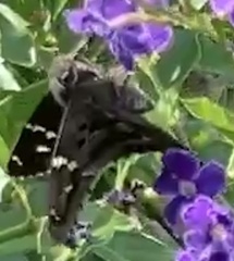 Eudamini