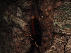 Opisthoplatia orientalis