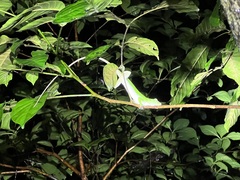 Anolis biporcatus