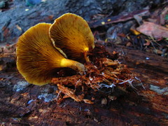 Austropaxillus