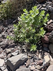 Ambrosia ilicifolia