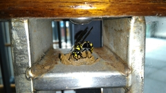 Phimenes flavopictus formosanus