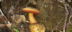 Neoboletus xanthopus