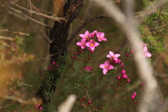 Boronia