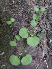 Stellaria parviflora