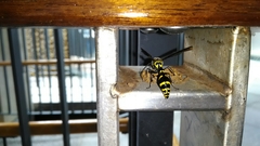 Phimenes flavopictus formosanus