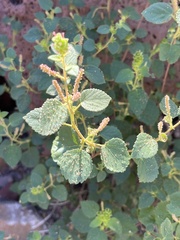Acalypha californica