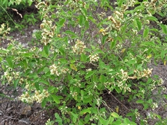 Lippia graveolens