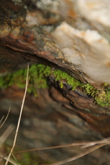 Schizymenium bryoides