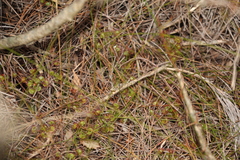 Drosera monticola