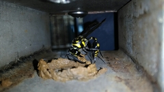 Phimenes flavopictus formosanus