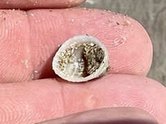 Arcoidea
