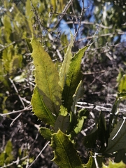 Spinoliva ilicifolia