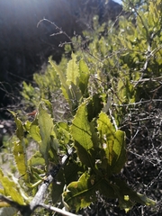 Spinoliva ilicifolia