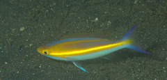 Pentapodus emeryii